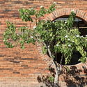 Destilería Rancho Cebú / ROOTSTUDIO - Fotografía exterior, Ladrillo